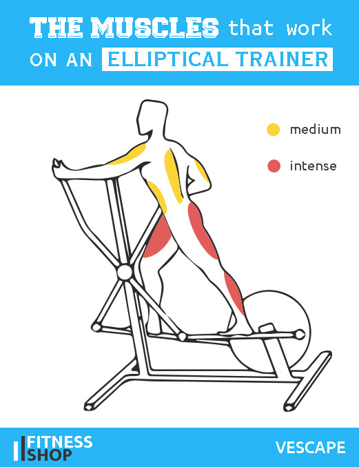 Elliptical cross trainer which muscles work