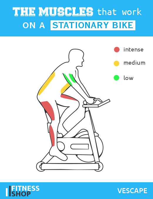 Muscles work on stationary bike