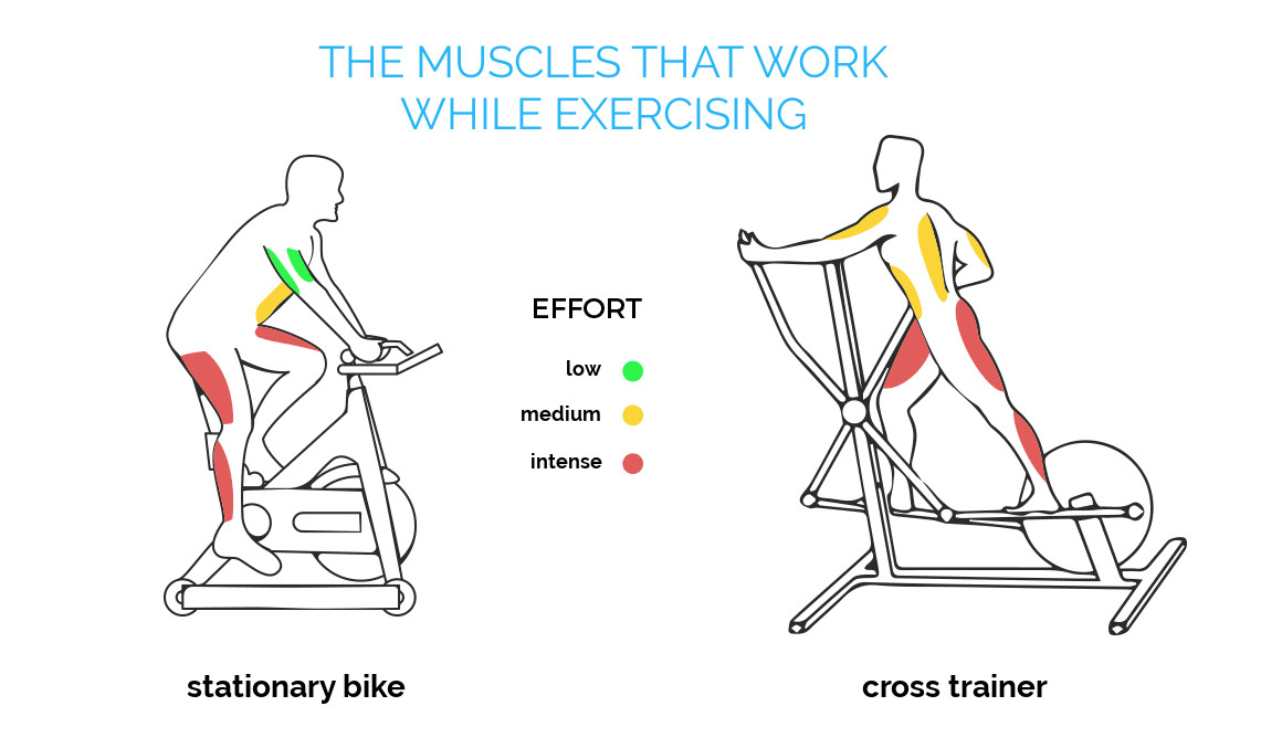 i muscoli che lavorano con la cyclette 