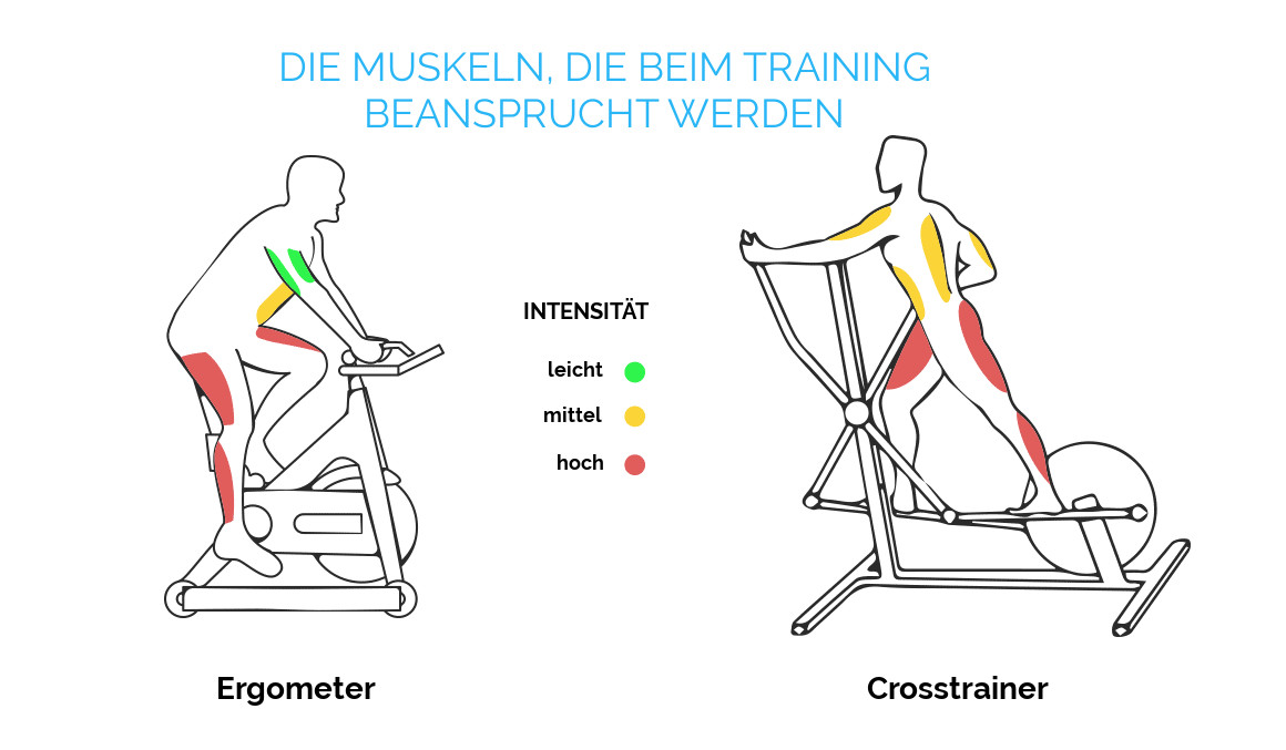 Welche Muskeln kann man mit einem Crosstrainer trainieren?